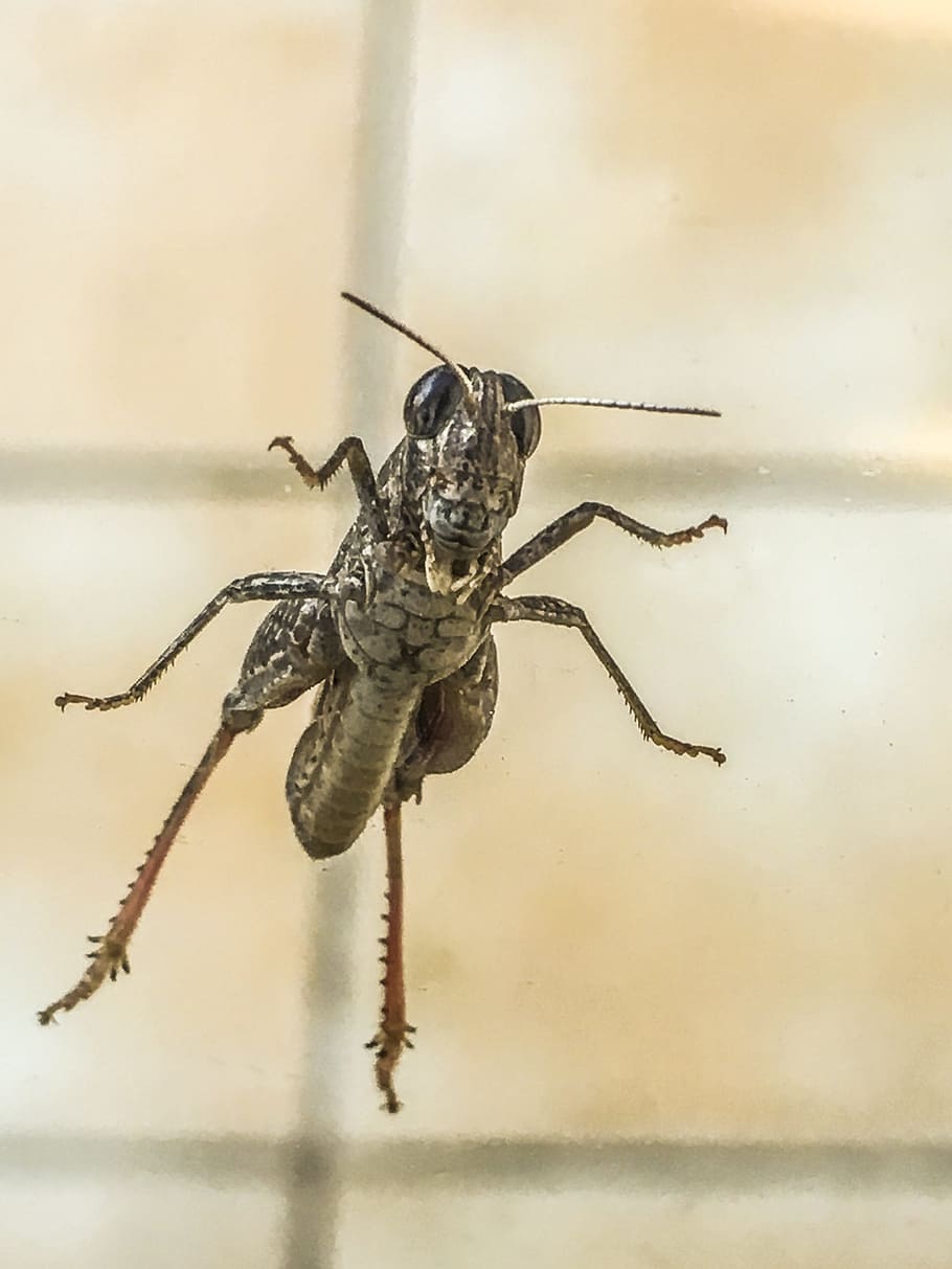 Grillo, Cricket, Insect, Garden, insecto, grass, animal, nature HD wallpaper
