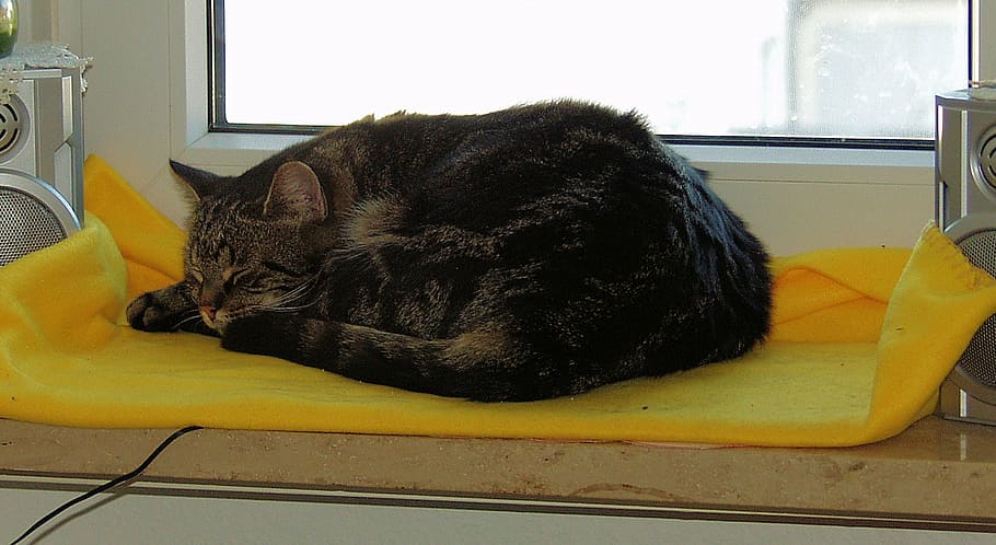 cat, mackerel, sleeping, window sill, tired, animal, animal themes HD wallpaper