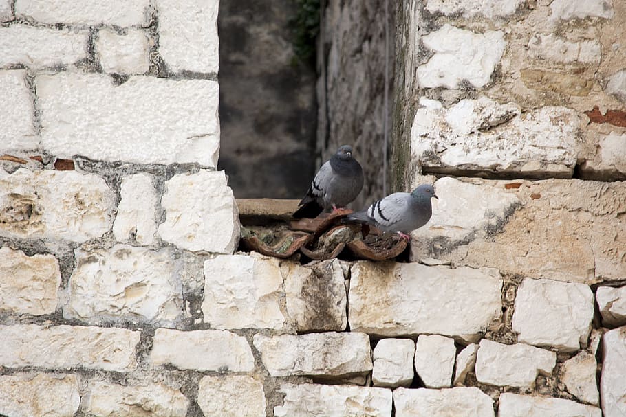 trogir, zidine, golub, animals in the wild, bird, animal wildlife HD wallpaper