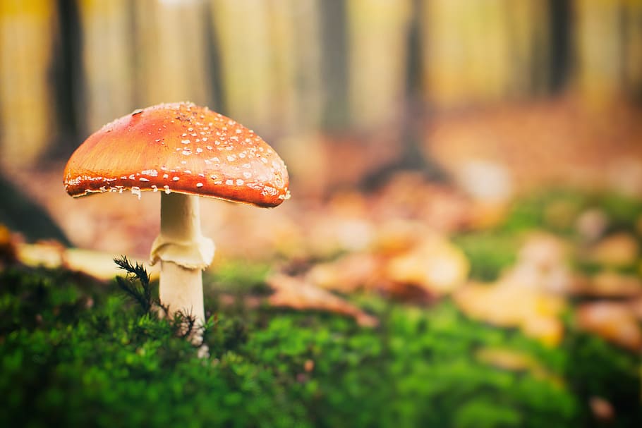 Toadstool mushroom in forest, architecture, mushrooms, nature, HD wallpaper