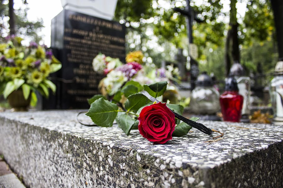 Monument, Cemetery, rose, red, flower, outdoors, day, no people HD wallpaper