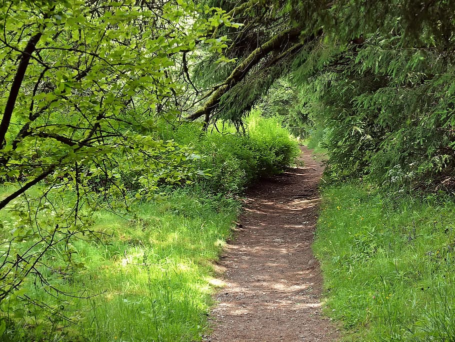 Plant, Nature, Live, tree, forest, tranquil scene, green color HD wallpaper