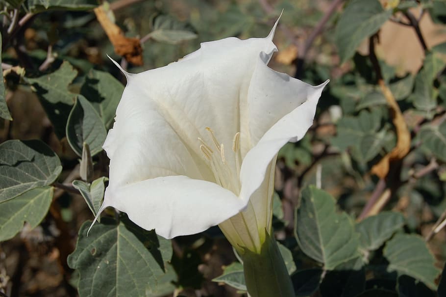 bindweed, flower, white, blossom, bloom, plant, beauty in nature HD wallpaper