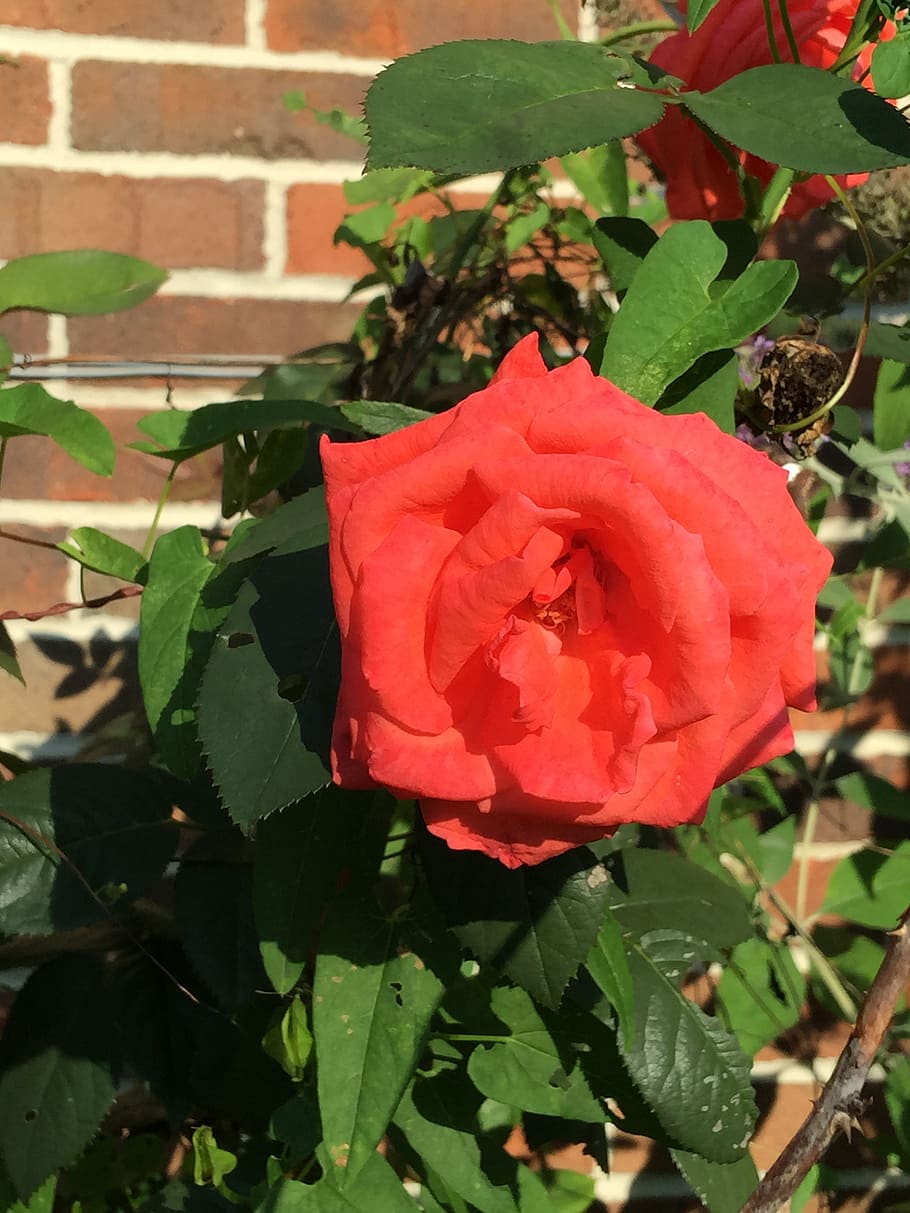 rose, flower, summer, plant, flowering plant, beauty in nature HD wallpaper