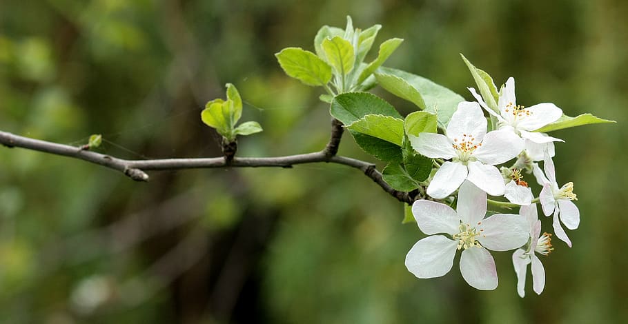 focus photography of white orange blossom flower, flowers, casey HD wallpaper