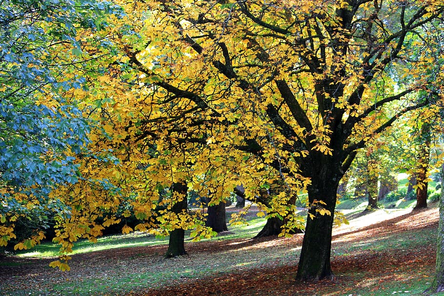 yellow and green leaf tree, autumn, fall, nature, season, park, HD wallpaper