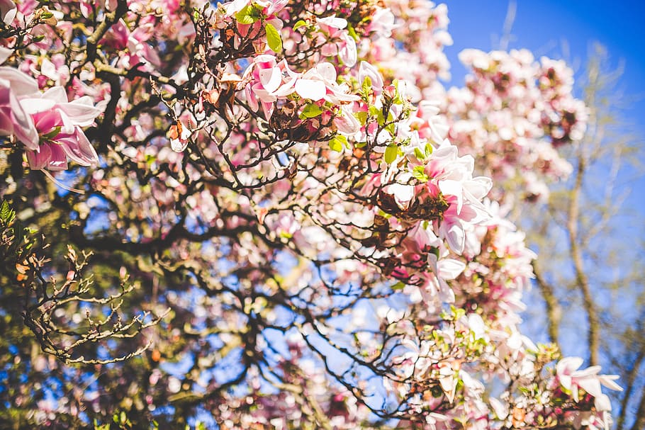 bloom, blossom, cherry blossom, flora, flowers, macro, tree HD wallpaper