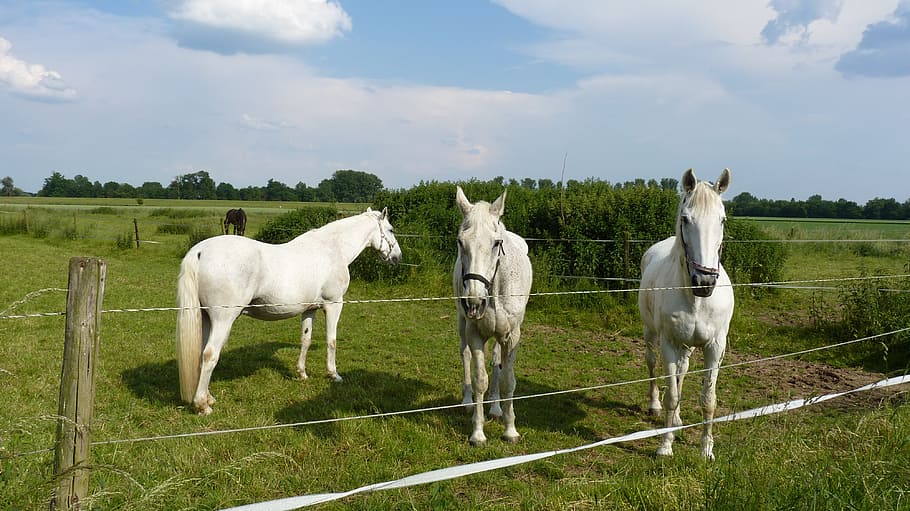 animal, horses, mold, coupling, pasture, livestock, mammal HD wallpaper