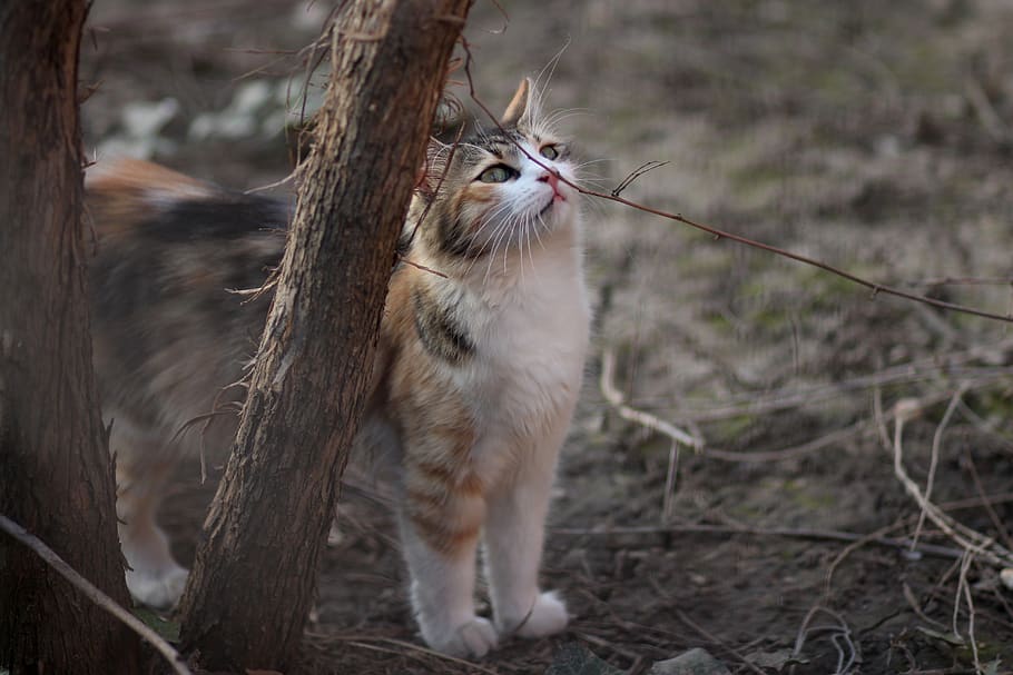 cat, coloring, pet, about, mammal, animal, animal themes, one animal HD wallpaper