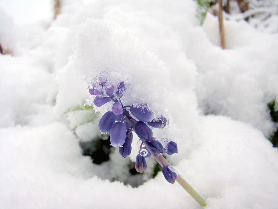 selective focus photography of purple grape hyacinths covered with white snow HD wallpaper