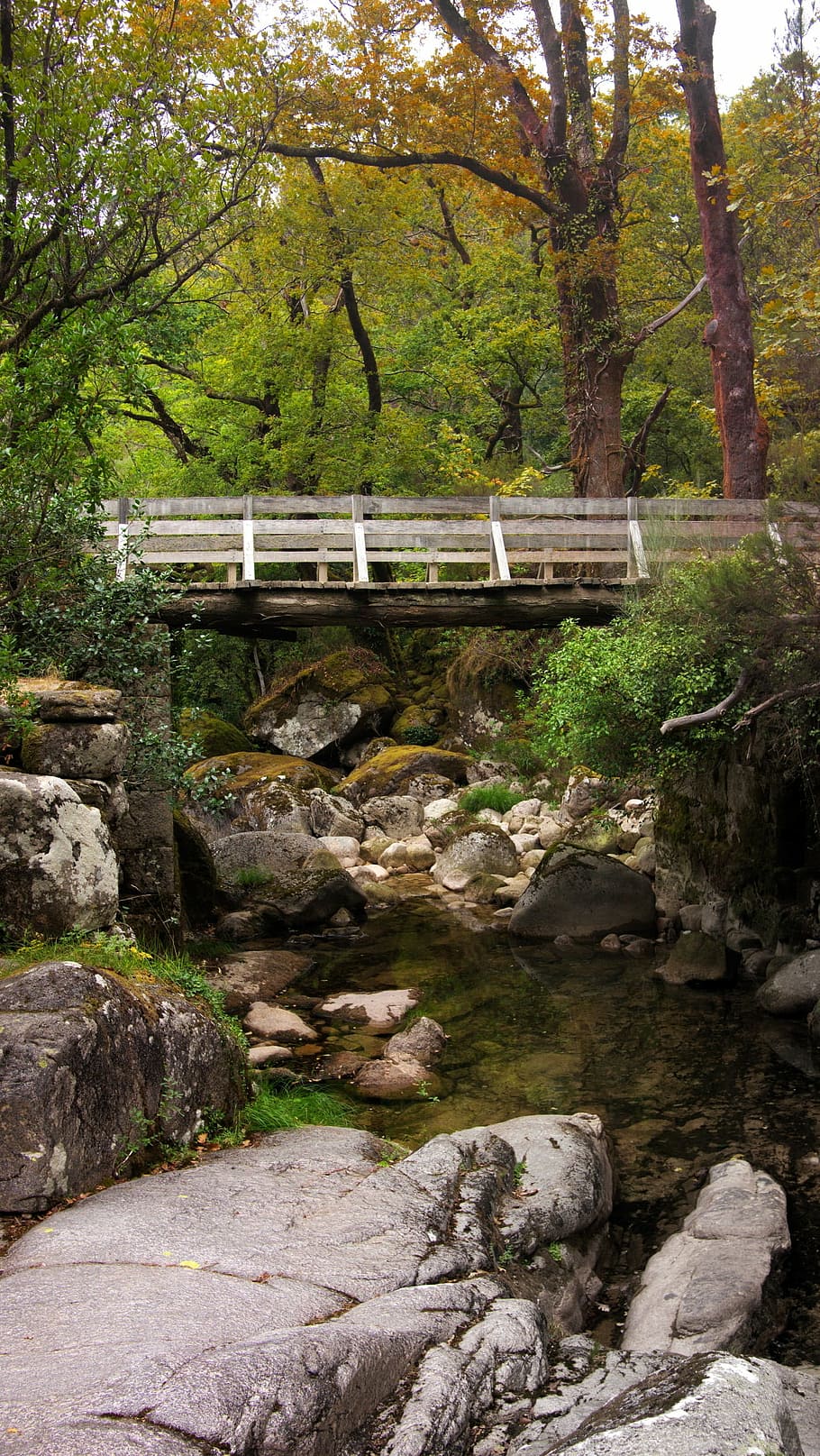 bridge, nature, landscape, portugal, park, forest, natural, HD wallpaper