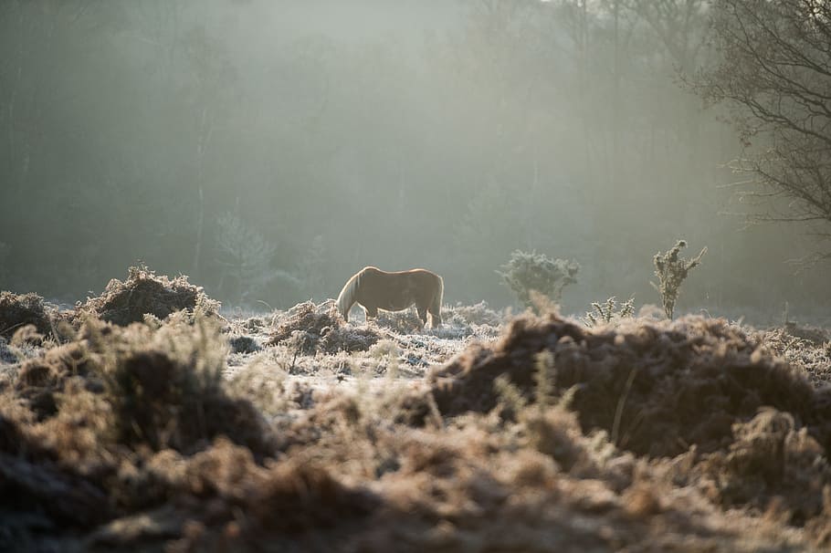 horse, animal, stem, grass, bokeh, trees, sunlight, sunshine HD wallpaper