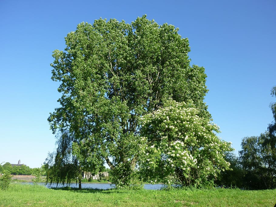 tree, summer, monheim rhine, plant, grass, green color, growth HD wallpaper