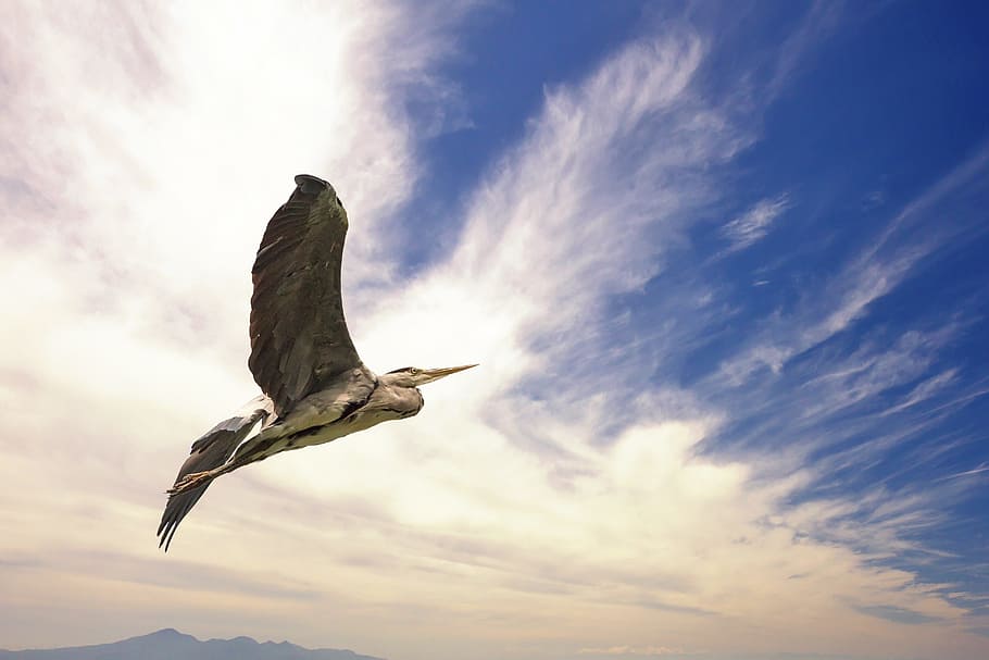 nature, clouds, bird, heron, air, threatening clouds, fauna HD wallpaper