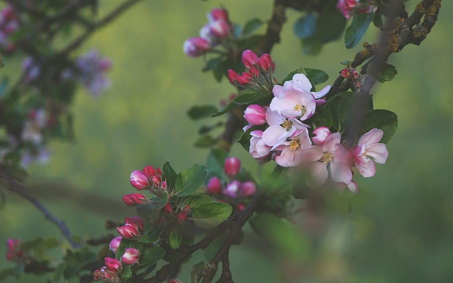 selective focus photography of pink and red petaled flowers HD wallpaper