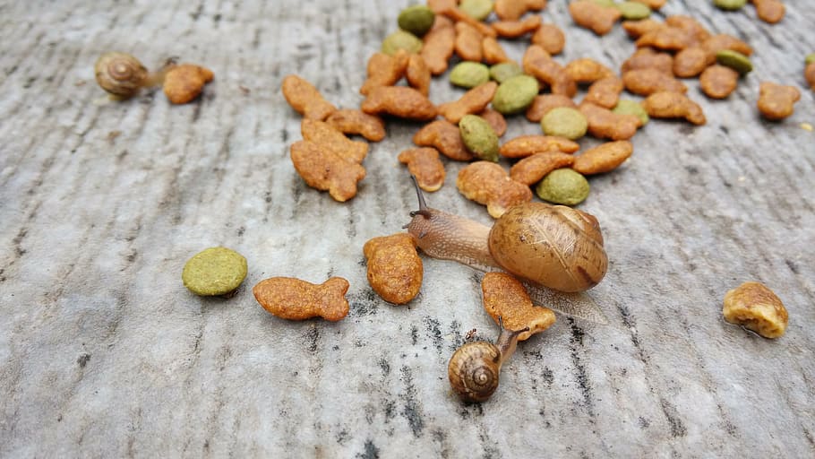 animal, snails, close-range photogrammetry, food, food and drink HD wallpaper