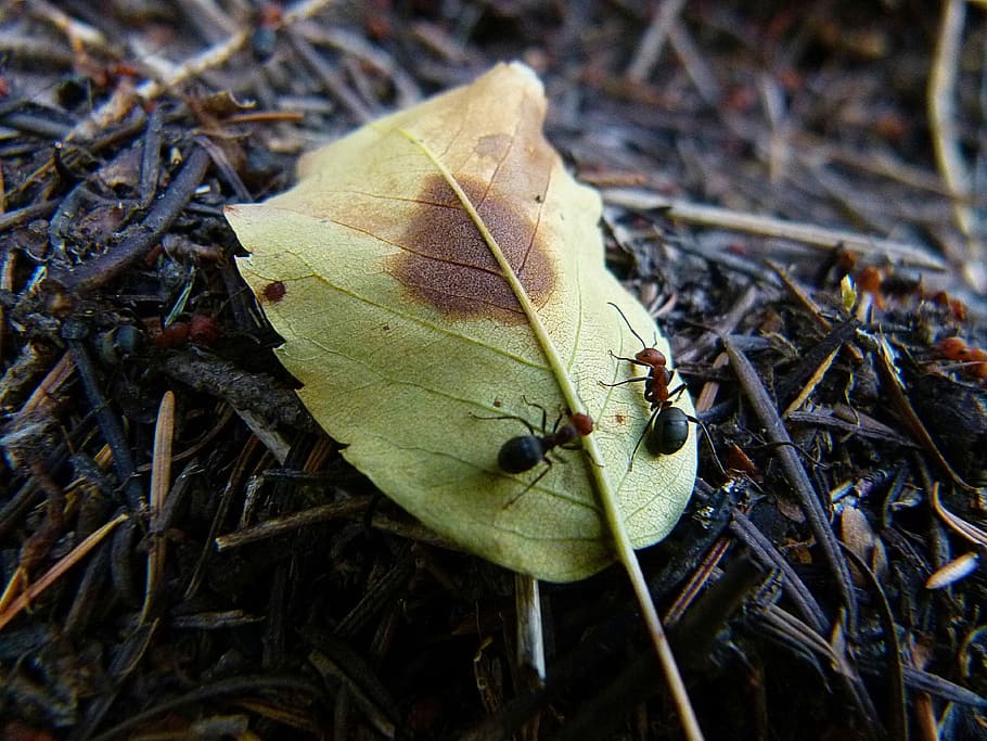 Red, Black, Ants, Leaf, Animals, Insect, worker, nature, busy HD wallpaper