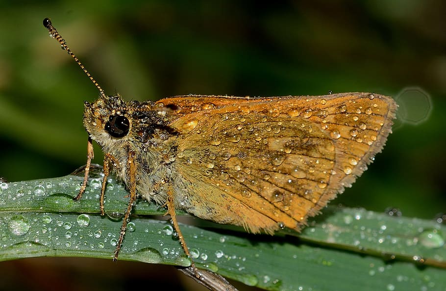 butterflies, ochlodes, sylvanus, macro, nature, insect, ali HD wallpaper