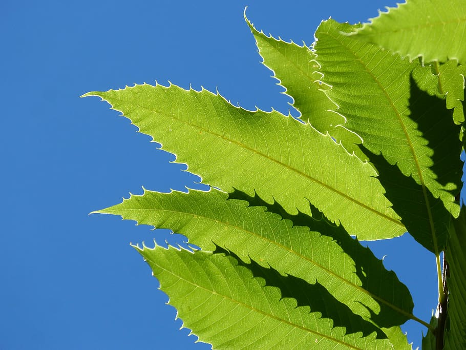 chestnut leaves, brown, translucent, forest, leaf, plant part HD wallpaper