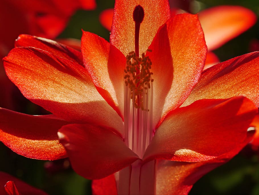 weihnachtskaktus, leaf cactus, blossom, bloom, back light, sun HD wallpaper