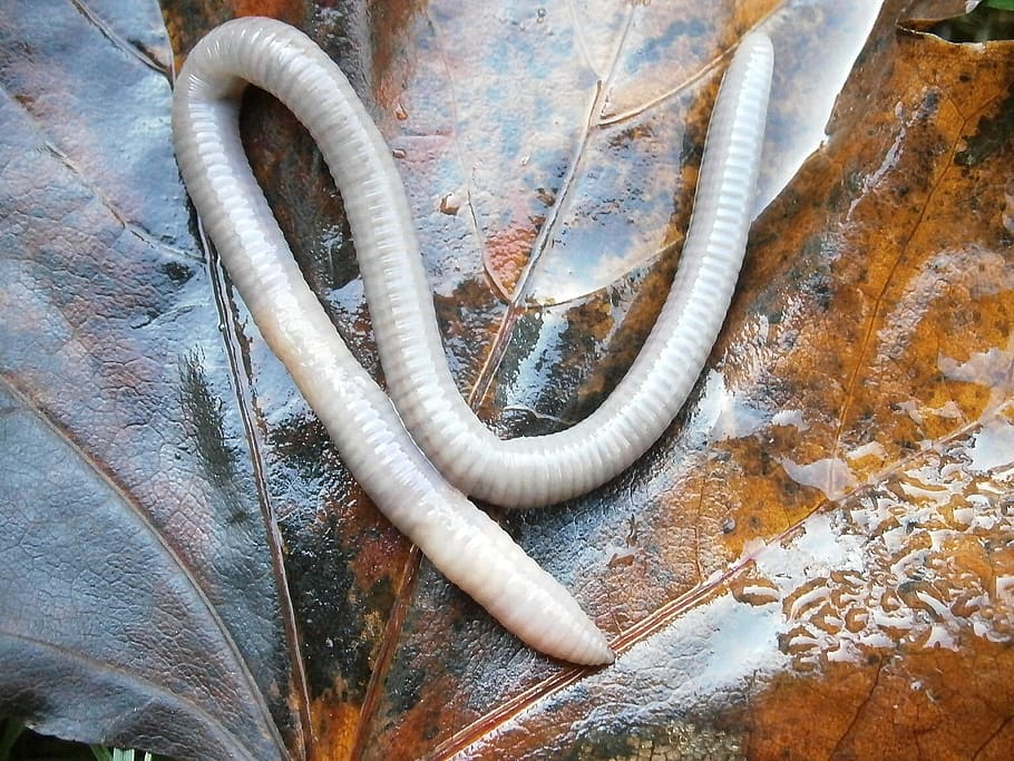 white earthworm, Lumbricidae, Slick, moist, wet, leaf, rain, water, HD wallpaper