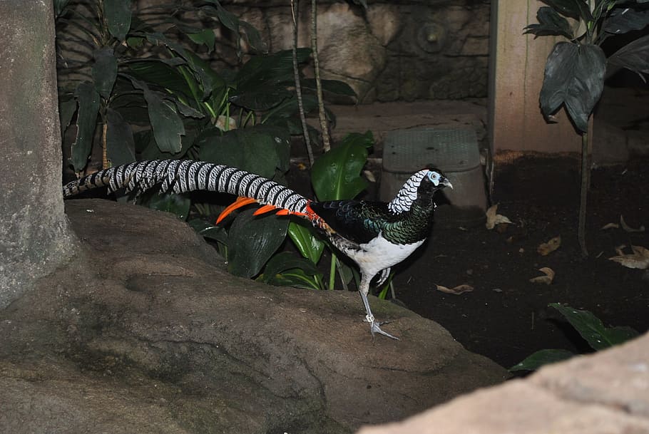 lady amherst pheasant, male, feather, bird, plumage, fowl, animal themes