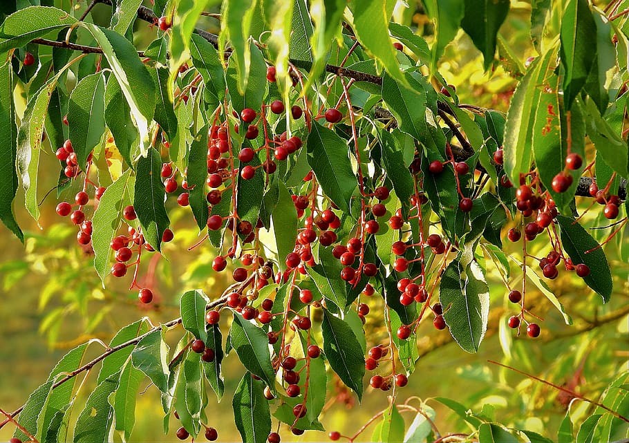 branch, nature, summer, growth, fruit, plant, food, leaf, food and drink HD wallpaper