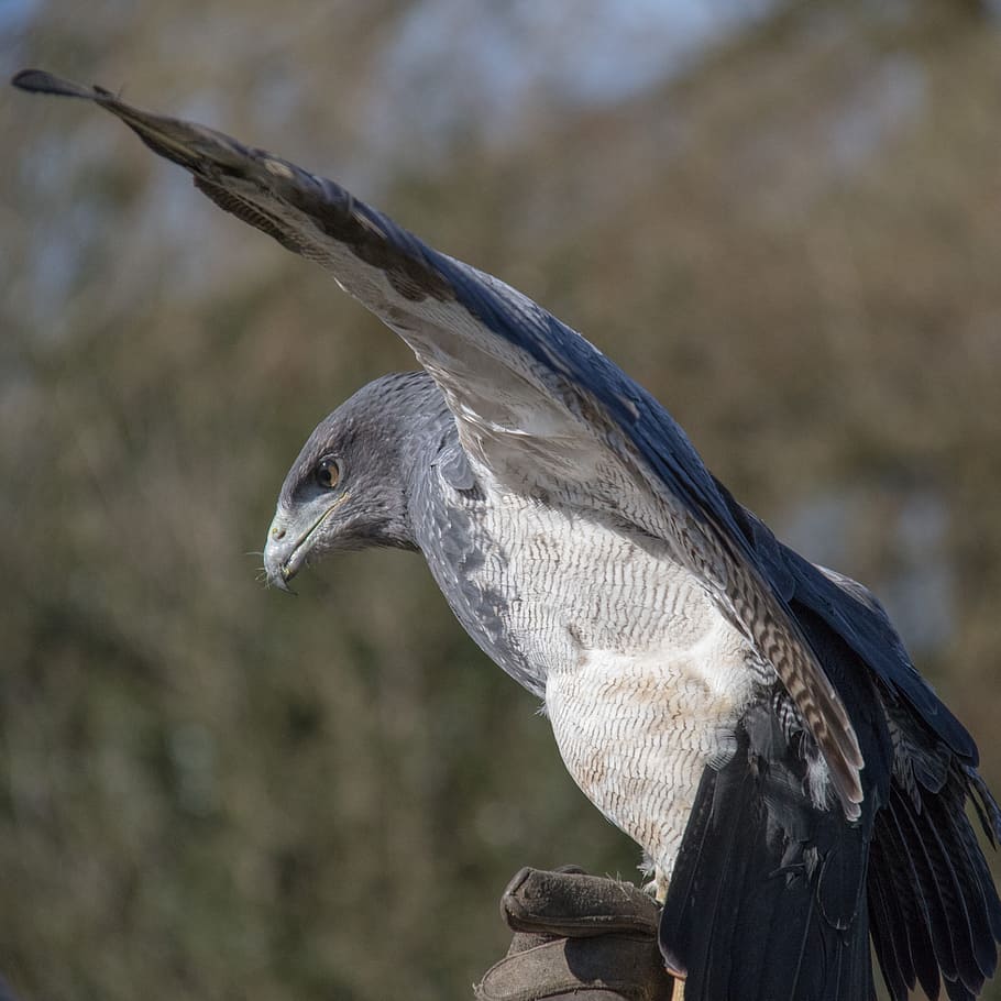 Chilean Blue, Eagle, Bird, wildlife, predator, falconry, animal wildlife HD wallpaper