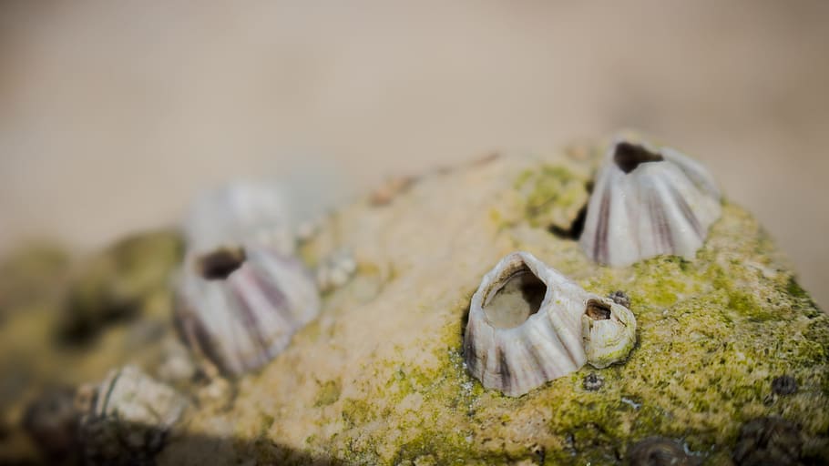 rock, shell, nature, ocean, sea, stone, beach, summer, travel HD wallpaper