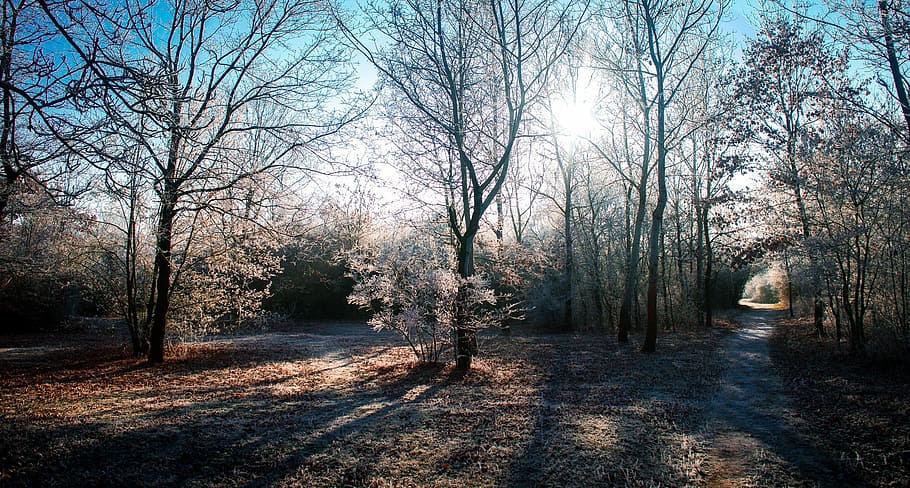 Winter, Tree, Nature, Forest, Outdoor, january, sunny, light HD wallpaper