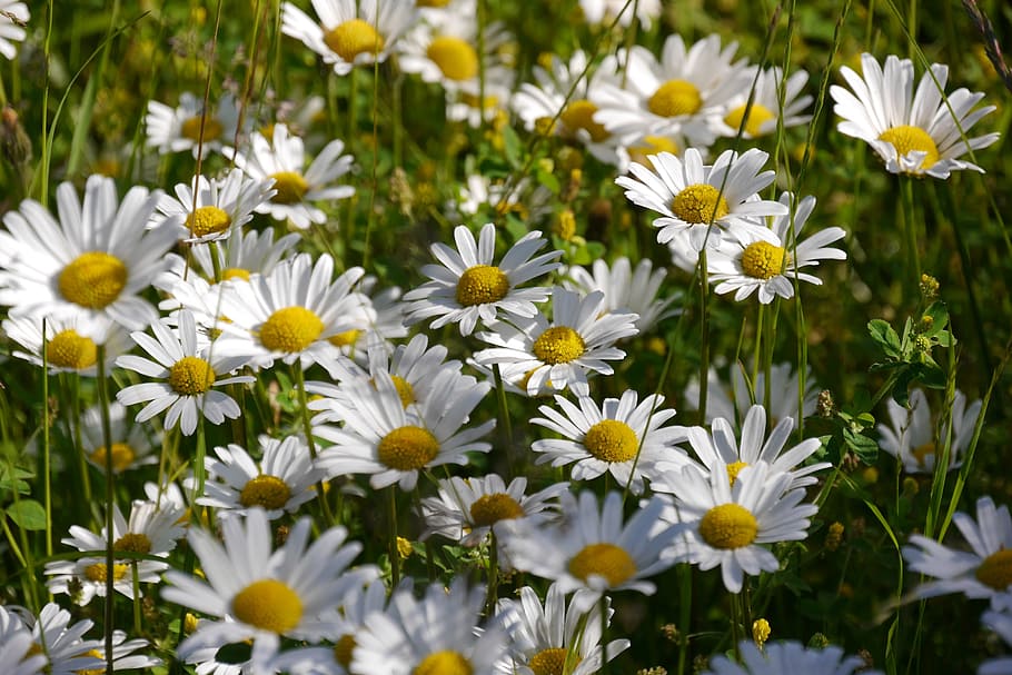Daisies, Flower, Bloom, White, summer, garden, nature, flowers HD wallpaper
