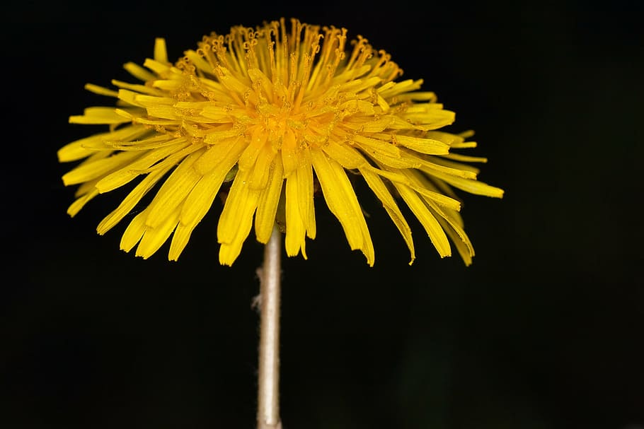 dandelion, blossom, bloom, yellow, macro, flower, vulnerability HD wallpaper