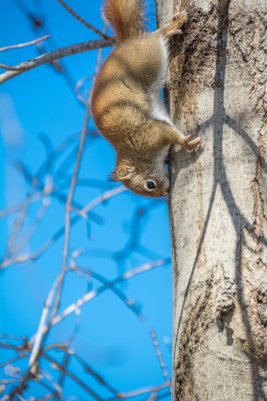red squirrel, rodent, nature, wildlife, cute, small, furry HD wallpaper