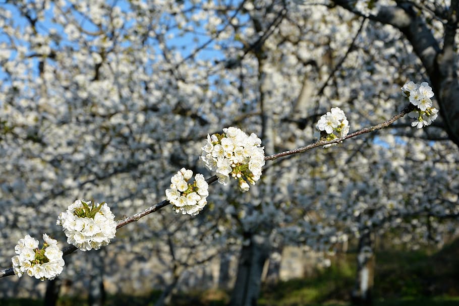 cherry, flower, sprig, spring, nature, spring flowers, garden HD wallpaper