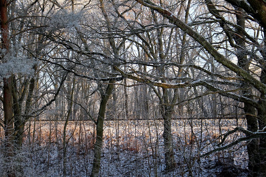 frost, forest, landscape, trees, cold, winter, icy, nature HD wallpaper