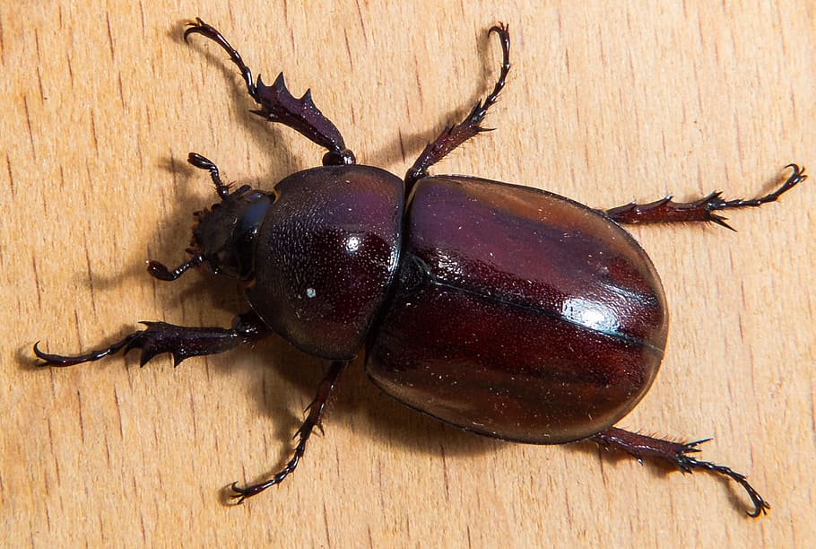 tropical beetles, red brown, close, invertebrate, insect, animal themes HD wallpaper