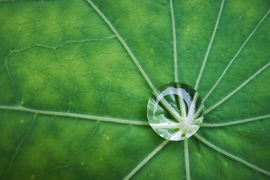 macro, sheet, nasturtium, drop, dew, plant part, green color HD wallpaper