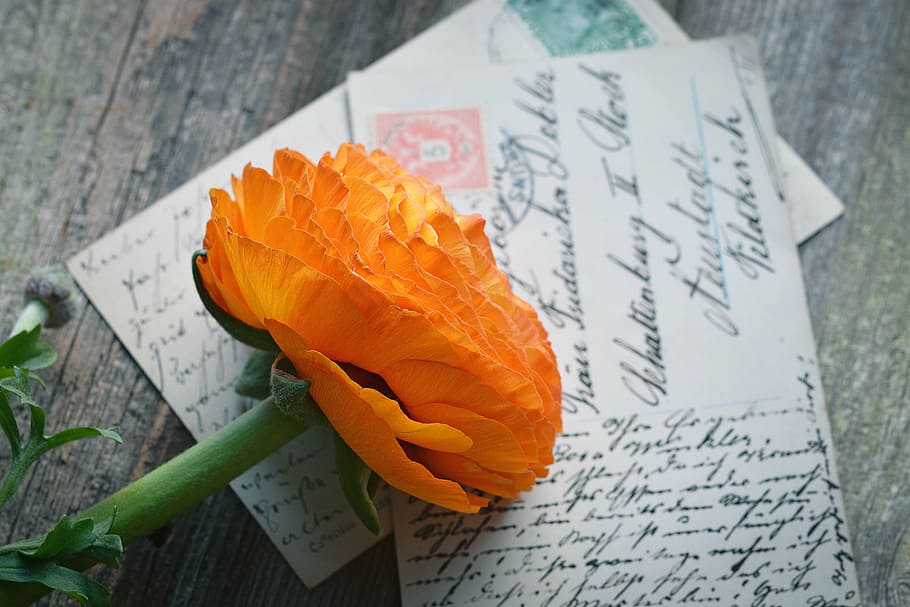 orange flower on greeting cards, ranunculus, blossom, bloom, petals, HD wallpaper