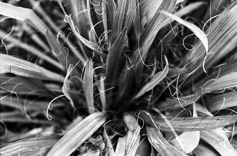 flora, nature, closeup, desktop, leaf, plant, growth, close-up HD wallpaper