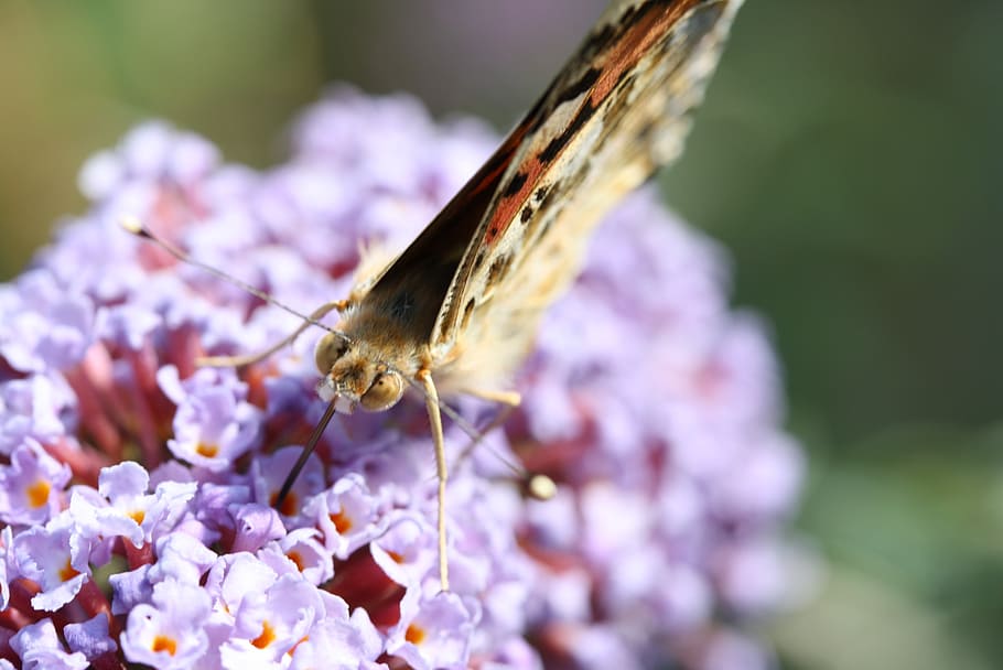 butterfly, macro, insect, flower, close, nature, probe, summer HD wallpaper