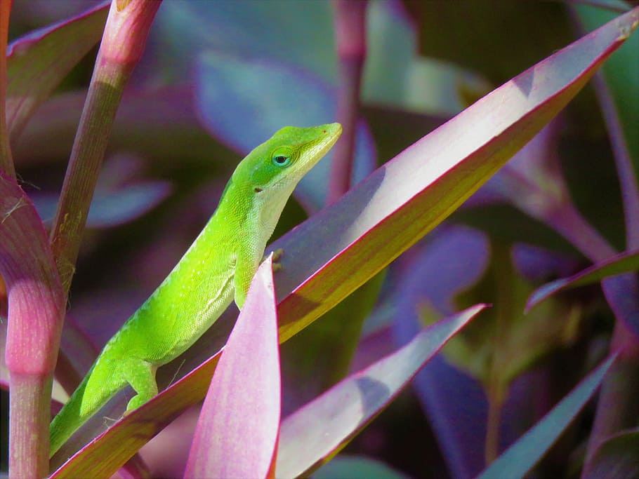 reptile, lizard, green, white, wildlife, animal themes, one animal HD wallpaper