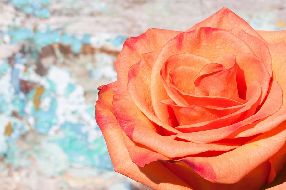rose, composites, blossom, bloom, summer, nature, plant, pastellfarben HD wallpaper