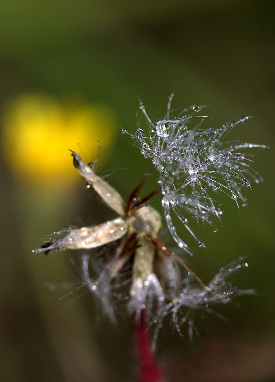 dandelion, macro, drops, reflection, yellow, wet, plant, close-up HD wallpaper