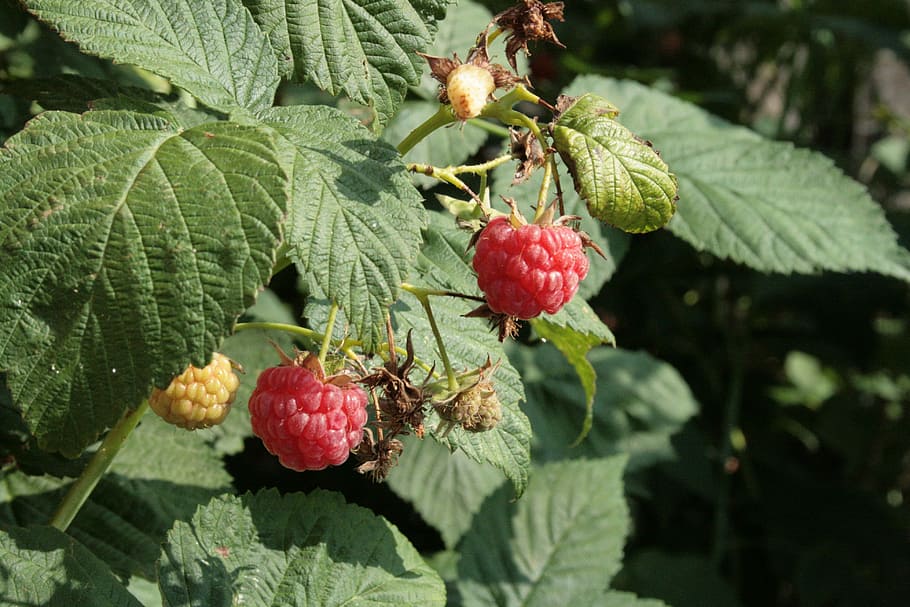 raspberry, red, nature, food and drink, fruit, healthy eating HD wallpaper