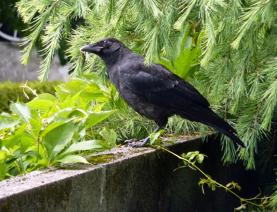 crow, raven, bird, black, fly, carrion crow, raven bird, sit HD wallpaper