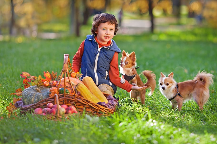 boy with two Chihuahua and picnic basket on green grass field HD wallpaper