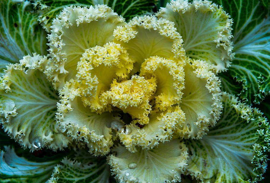 nature, plant, sheet, flower, flowering plant, freshness, fragility HD wallpaper