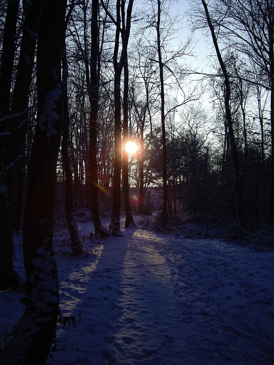 sunset, forest, trees, winter, snow, landscape, plant, tranquility HD wallpaper