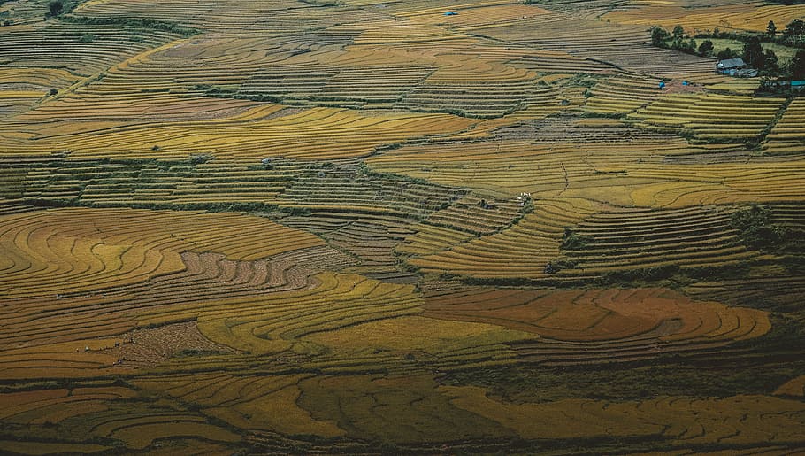 aerial photography of land formation at daytime, aerial photography of rice fields HD wallpaper