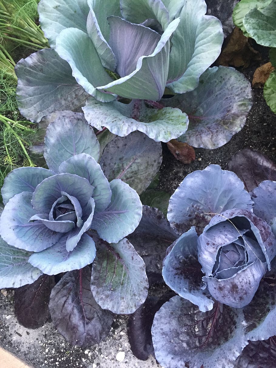 cabbage, purple, food, vegetable, organic, color, garden, natural HD wallpaper